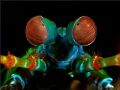   This mantis shrimp portrait Ive taken indonesian waters.Have fun watching waters. waters (-: (:  